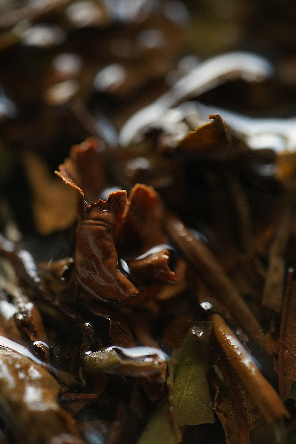 Gohobi Limited Edition Founder's Selection - White Tea 精選白茶