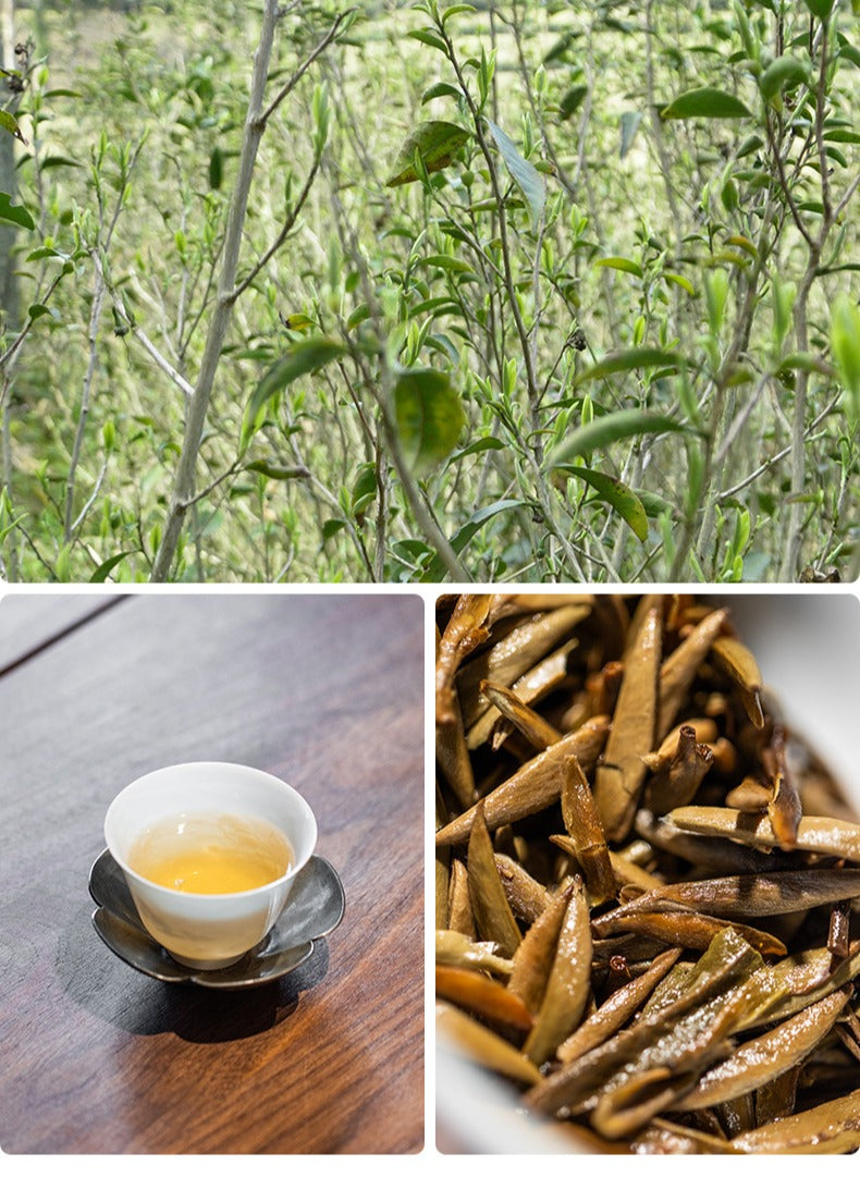 Gohobi Limited Edition Founder's Selection - White Tea 精選白茶