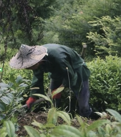 Gohobi Limited Edition Founder's Selection - Wuyi Rock Oolong Tea 精選武夷岩茶