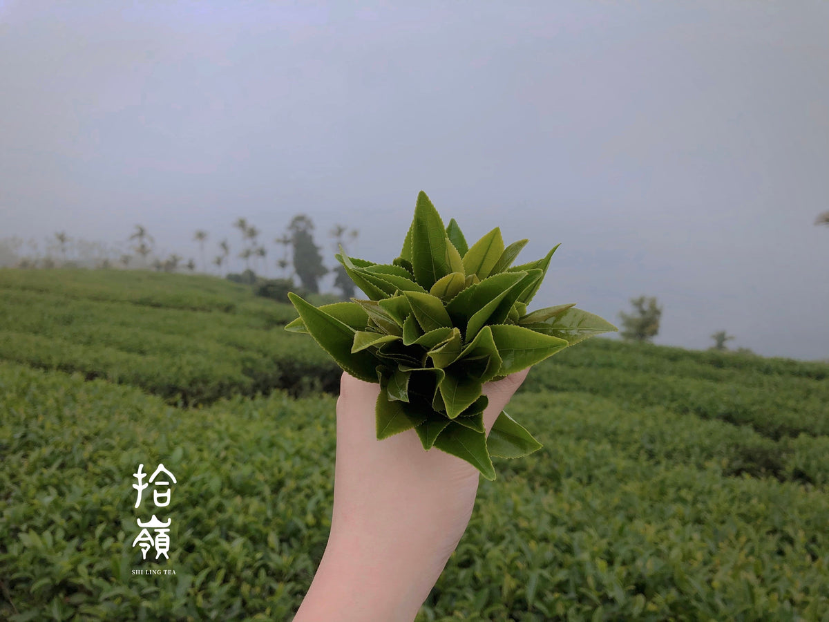 [拾嶺 x Gohobi] Meishan Bihu SiJiChun- Four Seasons Spring Oolong Tea 梅山碧湖｜ 四季春